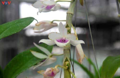 Vườn lan rừng trị giá cả núi tiền của 'lão nông' ở Đông La