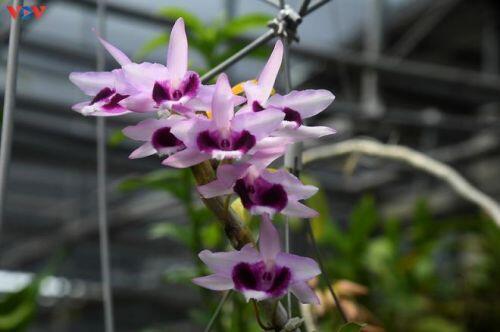 Vườn lan rừng trị giá cả núi tiền của 'lão nông' ở Đông La