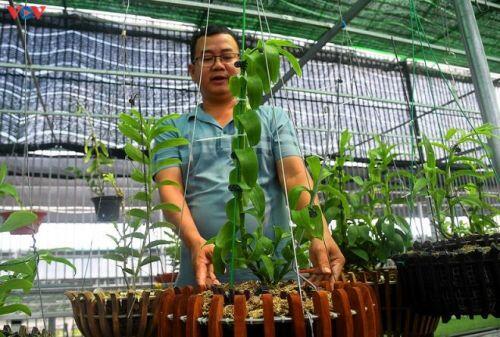 Vườn lan rừng trị giá cả núi tiền của 'lão nông' ở Đông La