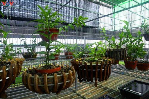 Vườn lan rừng trị giá cả núi tiền của 'lão nông' ở Đông La