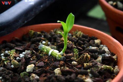 Vườn lan rừng trị giá cả núi tiền của 'lão nông' ở Đông La