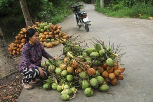 Nước mặn khiến dừa teo tóp một nửa, giá chỉ còn 500 đồng một trái