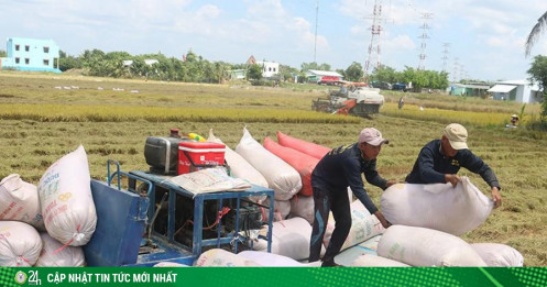 Bán 80.000 tấn gạo Việt miễn thuế sang EU ra sao?