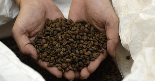 Giá cà phê rung lắc theo gói 1.000 tỷ USD của Mỹ