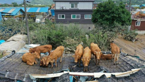 Mưa lớn gây lũ lụt nặng ở Hàn Quốc, đàn bò mắc kẹt trên mái nhà
