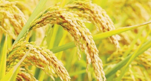 Giá lúa gạo hôm nay ngày 10/8: Nguồn cung giảm, giá lúa ở mức cao