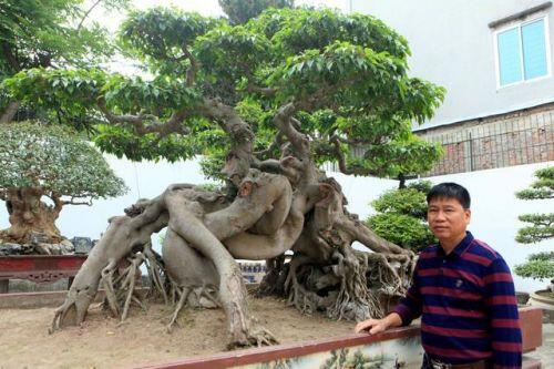 Đại gia Hà Nội chi 24 tỷ mua cây sanh và những thương vụ bạc tỷ "dậy sóng" làng cây cảnh
