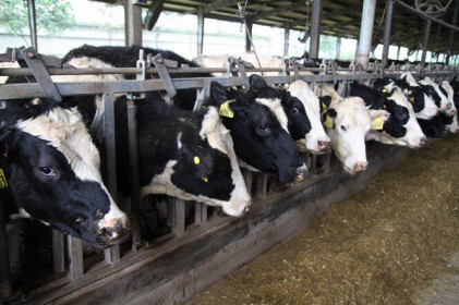 Tập đoàn TH chuẩn bị đưa 500 bò sữa giống về Phú Yên
