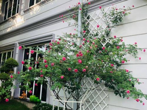 Căn biệt thự có khu vườn “hoa nở suốt 4 mùa” đẹp tuyệt ở Sài Gòn