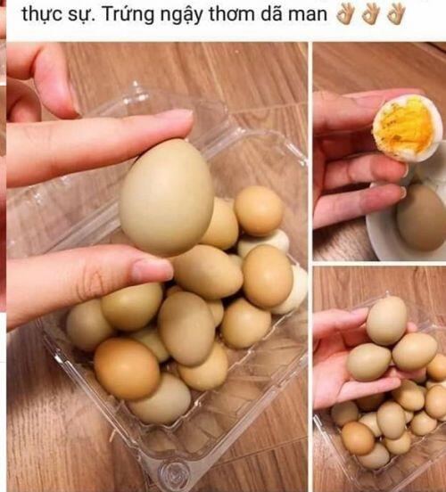 Bất ngờ loại trứng "dòng dõi quý tộc", đắt gấp 10 lần trứng gà, người mua phải đặt trước cả tuần