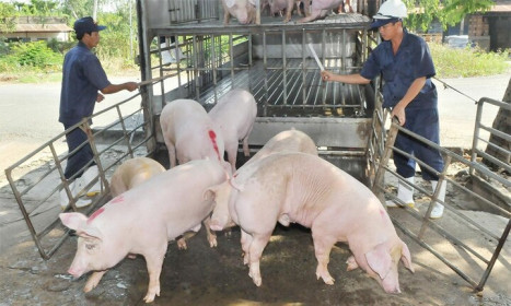 Giá lợn hơi hôm nay 13/8: Có nơi tăng 1.000 - 2.000 đồng/kg