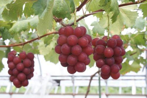 Nho Nhật Bản 11 triệu đồng/chùm gây sốt ở Việt Nam được trồng cầu kỳ thế nào?