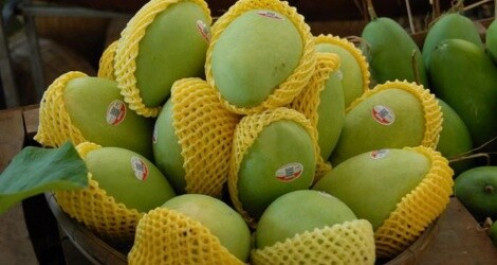 Doanh nghiệp xuất khẩu gặp khó khi trái cây “tắc đường” sang Mỹ