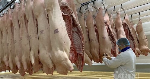 Giá thịt lợn giảm mạnh, bán 'không lấy lãi' lo đẩy hàng sớm