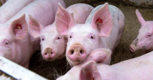 Giá lợn hơi hôm nay 21/8: Giảm nhẹ, cao nhất vẫn ở mức 87.000 đồng/kg