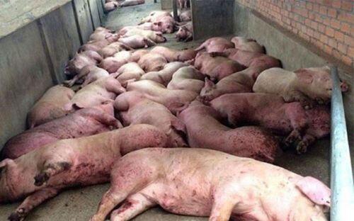 Giá lợn hơi giảm, thịt lợn bán lẻ hạ nhiệt 10.000 đồng -15.000 đồng/kg