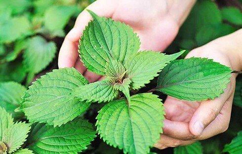 Đồ bỏ đi ở Việt Nam bất ngờ "đắt như vàng" ở nước ngoài, có thứ gần 7 triệu đồng/kg