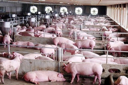 Giá lợn hơi hôm nay 25/8: Tiếp đà giảm giá nhẹ ở một số địa phương