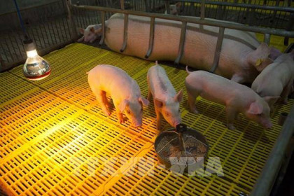Cuối quý III/2020 mới cơ bản đủ lợn giống cho sản xuất
