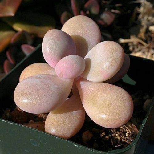 Dân tình "phát sốt" với dàn cây cảnh mini, trông xa ngỡ như đá quý