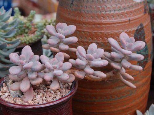 Dân tình "phát sốt" với dàn cây cảnh mini, trông xa ngỡ như đá quý