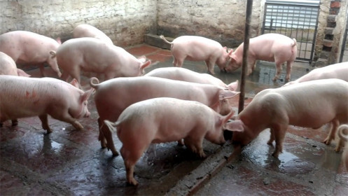 Giá lợn hơi hôm nay 28/8: Tiếp tục giảm từ 1.000 - 4.000 đồng/kg