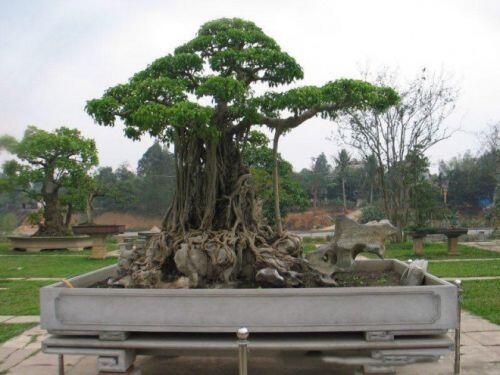 Chi 6 tỷ mua siêu cây "mâm xôi con gà”, vài năm sau được định giá gấp 20 lần