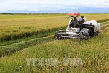 Giá lúa Hè Thu cuối vụ tăng từ 300-600 đồng/kg