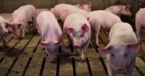 Giá lợn hơi tụt dốc không phanh, còn dưới 80.000 đồng/kg