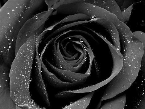 Hoa hồng đen siêu đắt đỏ chỉ còn duy nhất tại một làng trên thế giới