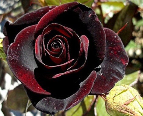 Hoa hồng đen siêu đắt đỏ chỉ còn duy nhất tại một làng trên thế giới