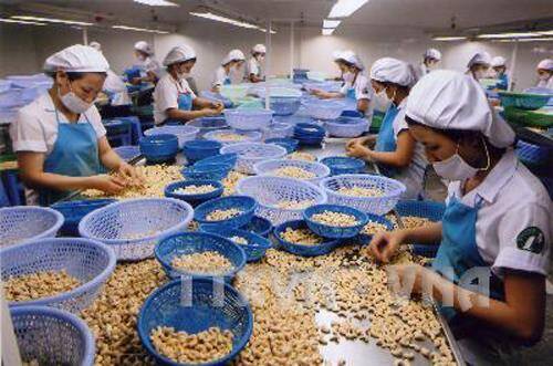 Cơ hội đưa sản phẩm điều Việt Nam vươn xa tầm thế giới