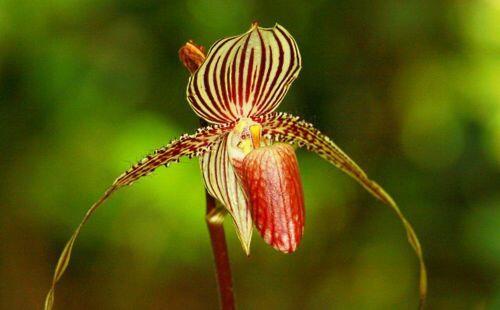 9 loại hoa đẹp - độc - đắt đỏ nhất hành tinh, có 1 loại Việt Nam ai cũng biết