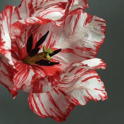 9 loại hoa đẹp - độc - đắt đỏ nhất hành tinh, có 1 loại Việt Nam ai cũng biết