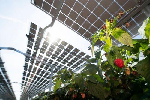 Công ty năng lượng Hà Lan phát triển pin mặt trời đặc biệt cho nông nghiệp | Thế giới