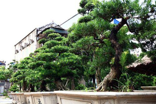 Mục sở thị những khu vườn bonsai tiền tỷ, đại gia quý hơn vàng