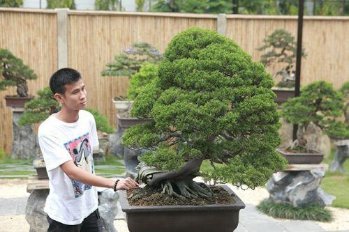 Mục sở thị những khu vườn bonsai tiền tỷ, đại gia quý hơn vàng