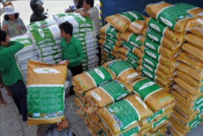 Gạo thơm Campuchia có giá cạnh tranh với gạo Việt Nam và Thái Lan