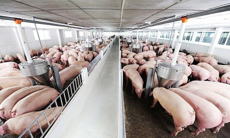 Giá lợn hơi hôm nay 13/9: Dao động từ 78.000 - 82.000 đồng/kg