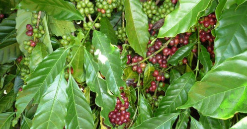 Giá cà phê đồng loạt lao dốc