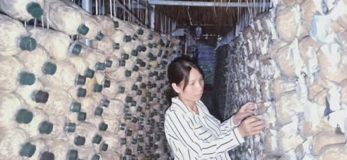 Bà chủ trại nấm hữu cơ khởi nghiệp chỉ từ 40 triệu đồng vay tín chấp, thất bại đến n lần