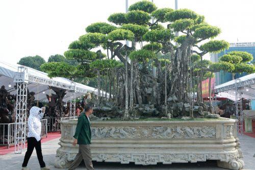 Ngắm dàn 'siêu cây' hàng triệu USD của đại gia xứ Thanh
