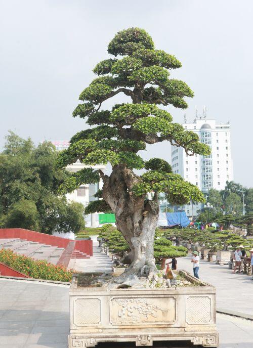Ngắm dàn 'siêu cây' hàng triệu USD của đại gia xứ Thanh