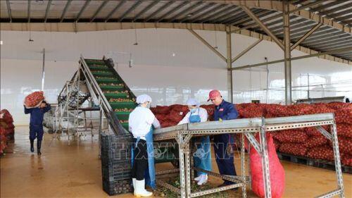 Hiệp định EVFTA: Gia Lai xuất khẩu 100 tấn chanh leo đầu tiên sang EU