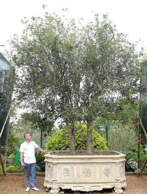 Mộc hương cổ 'huynh đệ' trả 3 tỷ đồng không bán, đại gia đất Tổ để chơi