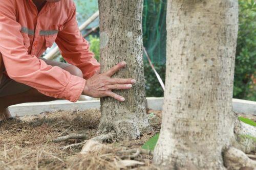 Mộc hương cổ 'huynh đệ' trả 3 tỷ đồng không bán, đại gia đất Tổ để chơi
