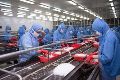 Làm gì để tôm và cá tra tránh rủi ro 'cấm cửa'?