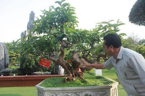 Ngắm cây ổi "Tể tướng Lưu gù” tiền tỷ, chủ nhân quý hơn vàng
