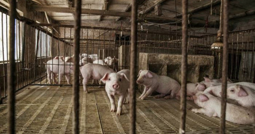 Kho dự trữ thịt lợn bí mật của Trung Quốc sắp cạn kiệt?