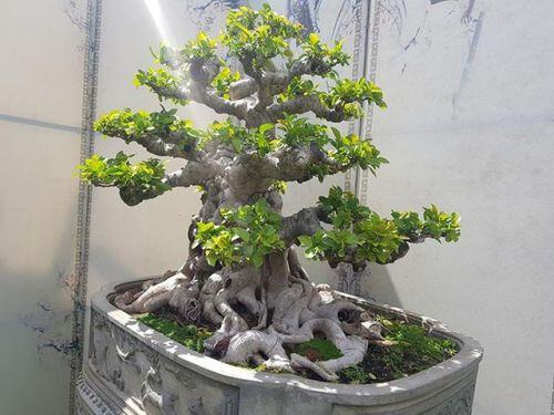Lộ diện cây si đỏ "Nhất trụ liên chi" khiến nhiều đại gia mê mẩn